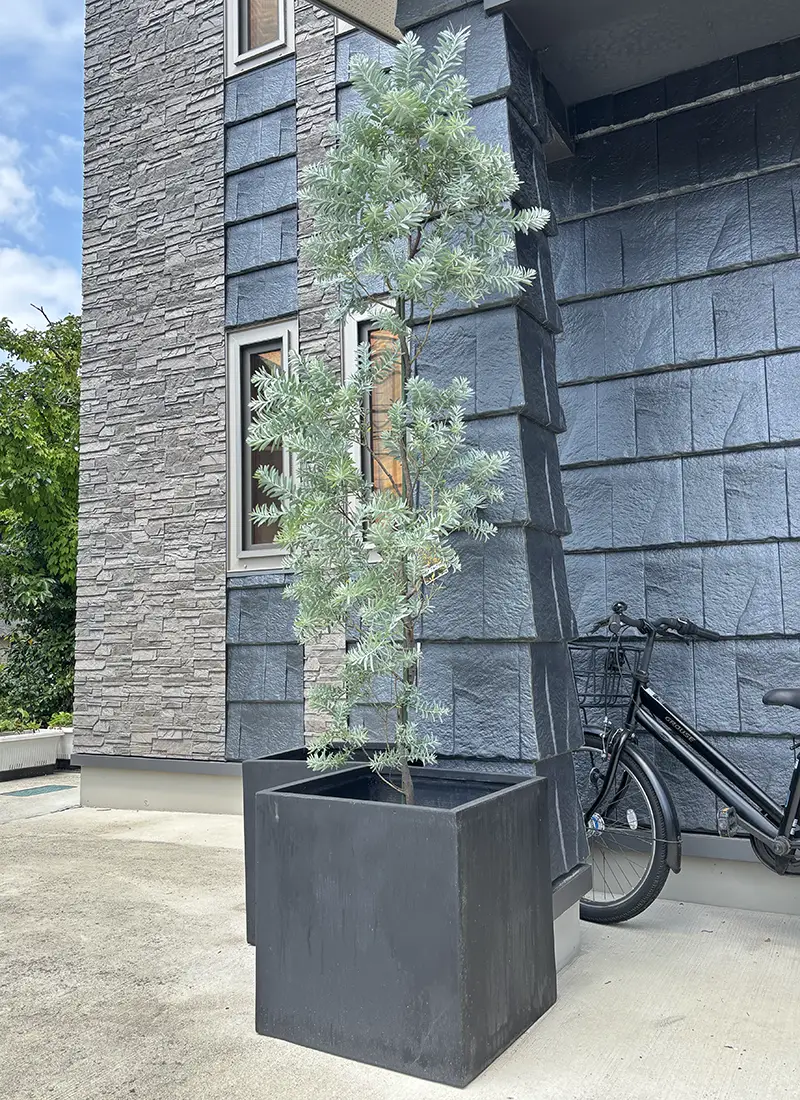 観葉植物９