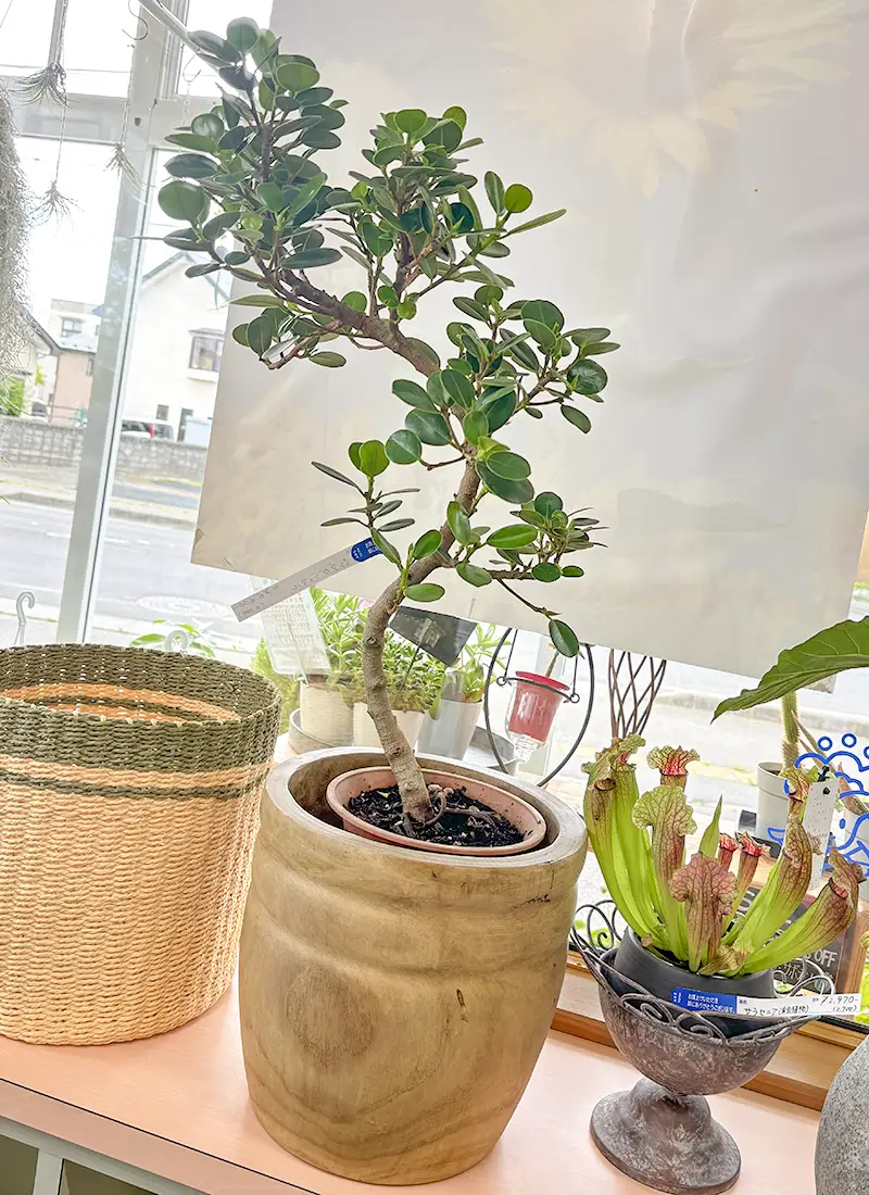 観葉植物１０