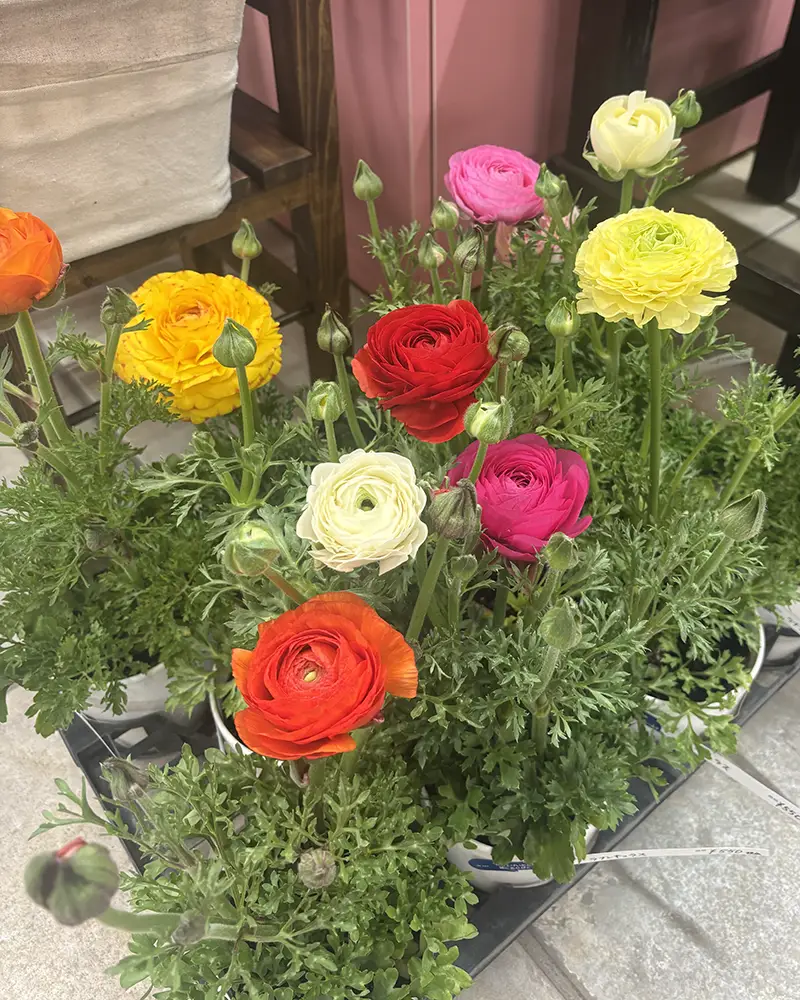 花鉢２