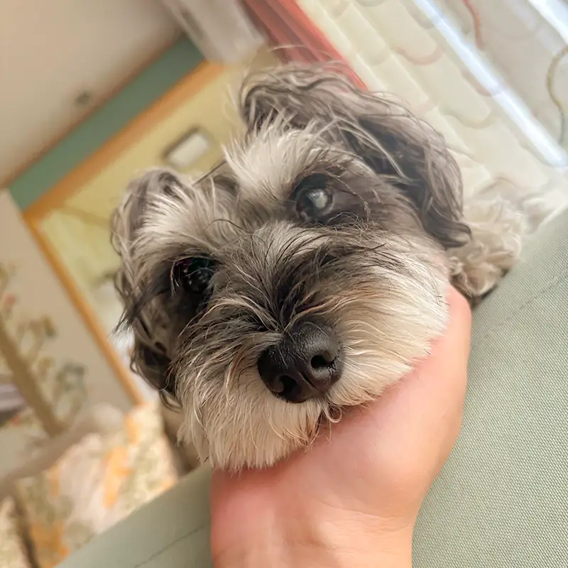 ひまわり生花店 看板犬 小梅