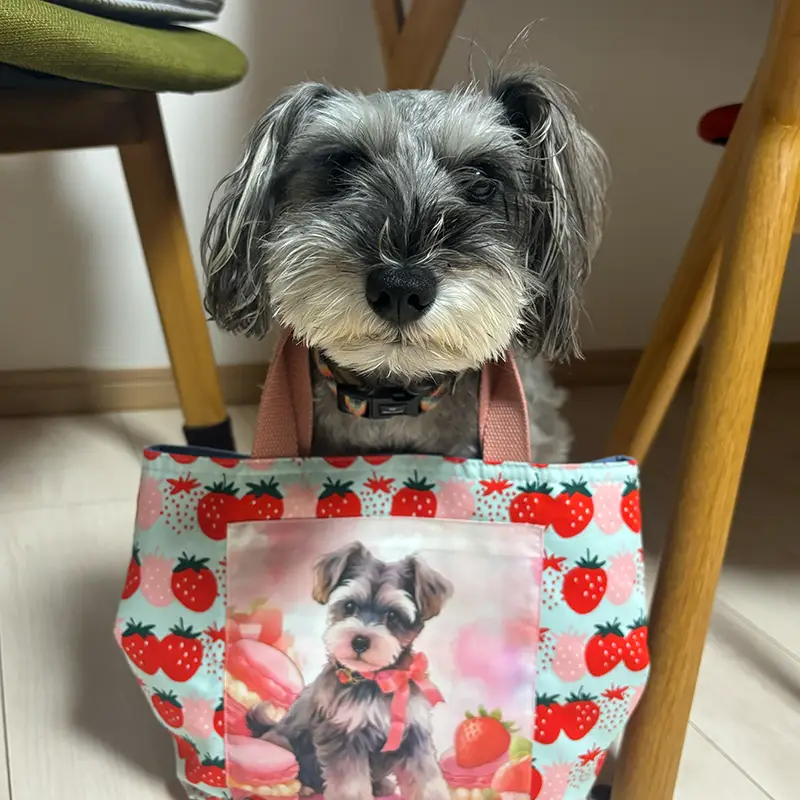ひまわり生花店 看板犬 小梅