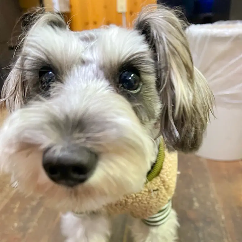 ひまわり生花店 看板犬 小梅