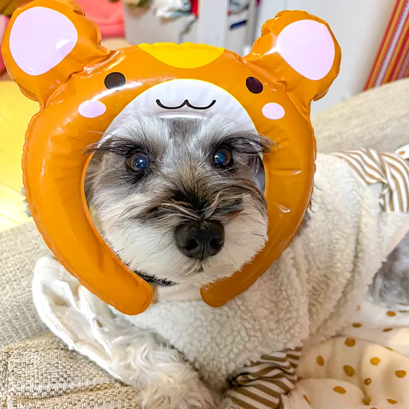 ひまわり生花店 看板犬 小梅