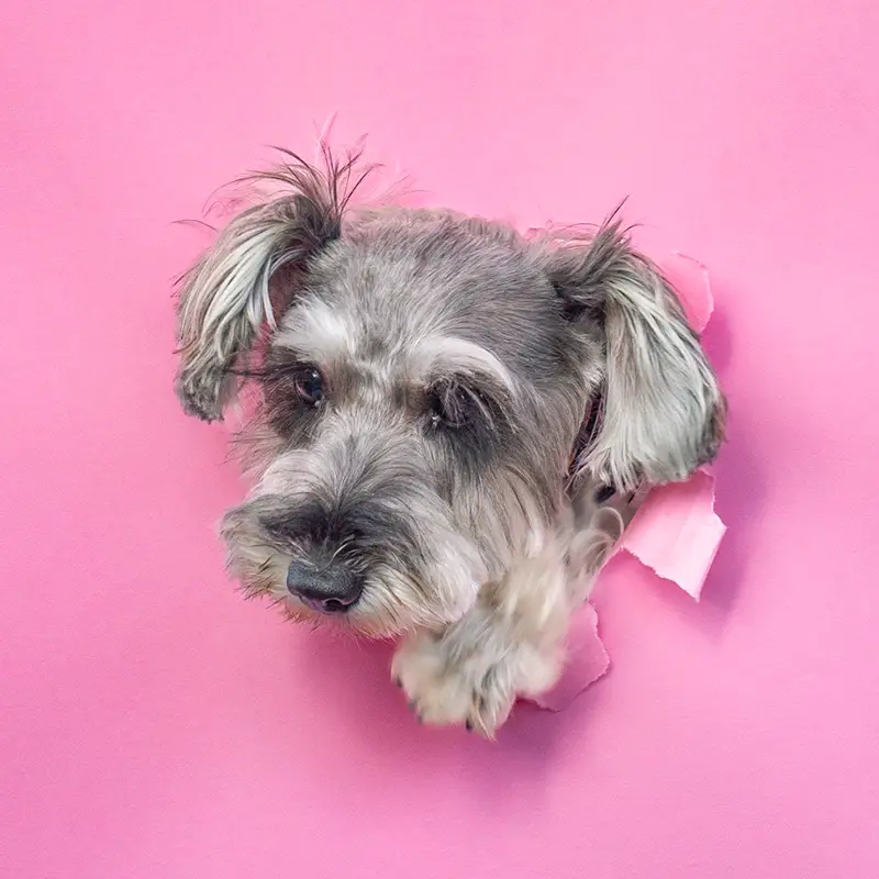 ひまわり生花店 看板犬 小梅