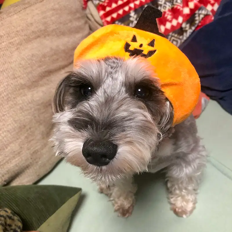 ひまわり生花店 看板犬 小梅